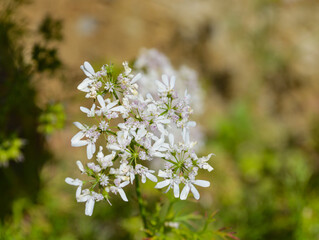 blooming tree in spring, white vegetable flower 