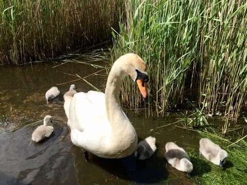 swan and cygnets