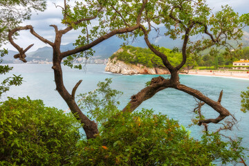 Pine trees on the rock and sea panorama, Budva riviera, Montenegro