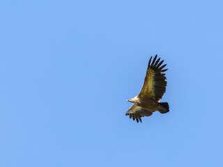 One griffon vulture flying in blue sky