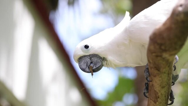 cockatoo in the wild, exotic birds, white parrot, tropics, vertical video
