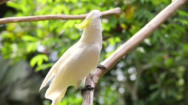 cockatoo in the wild, exotic birds, white parrot, tropics