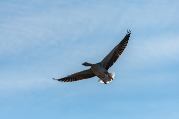 Greylag goose in flight on a sunny day in winter