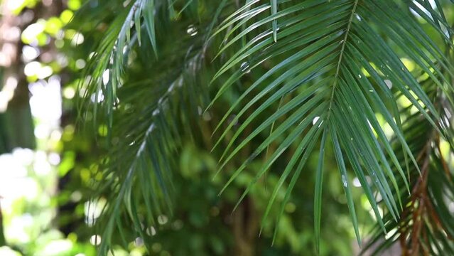 green palm leaves, natural background
