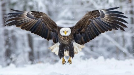 Fototapeta premium Golden eagle close-up portrait. Bird of prey. Wildlife scene from nature