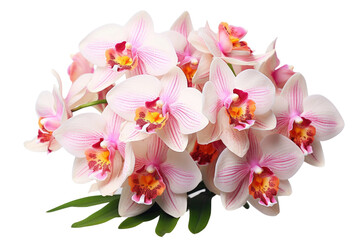 Bouquet of Pink and White Orchids on White Background. On a White or Clear Surface PNG Transparent Background.