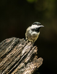 Fototapeta premium Chickadee Texas
