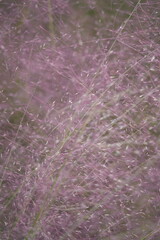 pink muhly grass