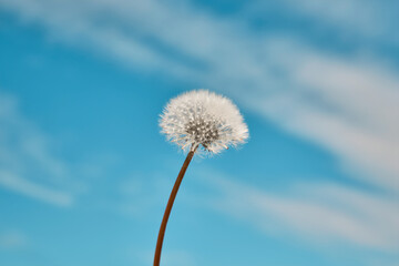 Dandelion flower seedhead against bright spring sky