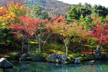 Natural landscape of Maple Autumn leaves changing color park at Tenryuji garden temple with river pond- Kyoto, Japan