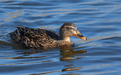 Mallard, Anas platyrhynchos. On a sunny morning, a female swims down the river