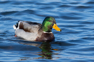 Mallard, Anas platyrhynchos. In the morning, the male swims down the river
