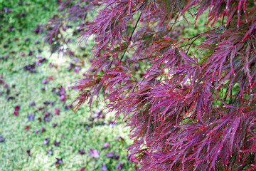 Natural landscape of Changing Autumn color leaves park