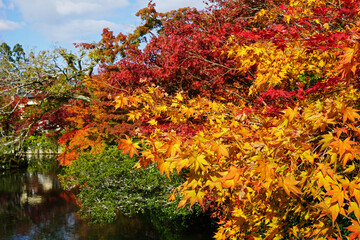 Natural landscape of Changing Autumn color leaves park