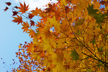 Natural landscape of Changing Autumn color leaves park