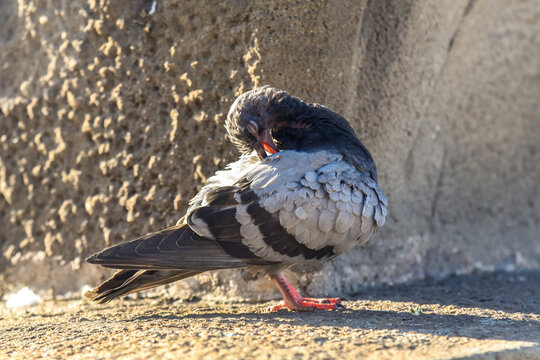 pigeon on a concrete wall scratching its back