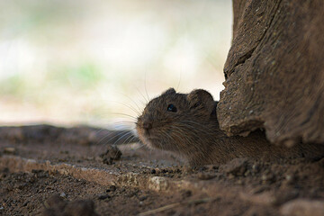 A small mouse shyly peeks its head out from under a log in search of food, with a bright, out-of-focus background
