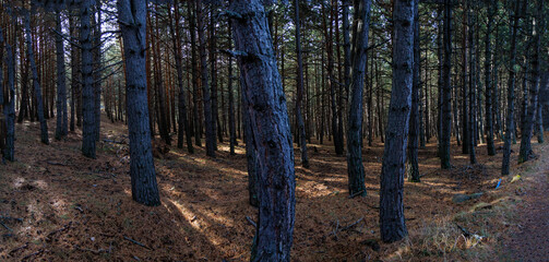bois de pins en panorama