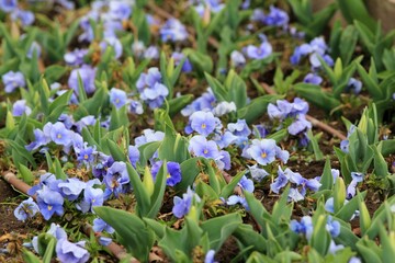Blue pansies on a flower bed in spring