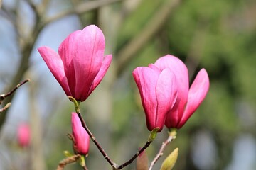 Pink magnolia flowers in the park on a blurred background

