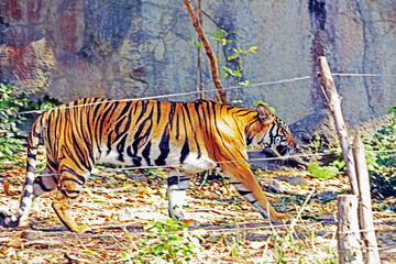 The big tiger in the zoo