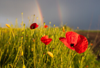Poppies on a cloudy day