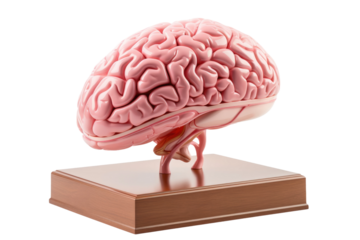 Model of a Human Brain on a Wooden Base. On a White or Clear Surface PNG Transparent Background.