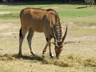 antilope