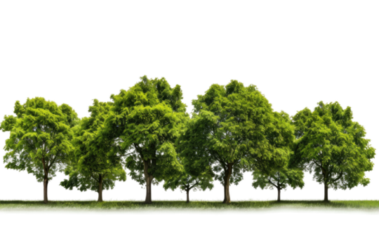 Row of Trees Standing in the Middle of a Field. On a White or Clear Surface PNG Transparent Background.