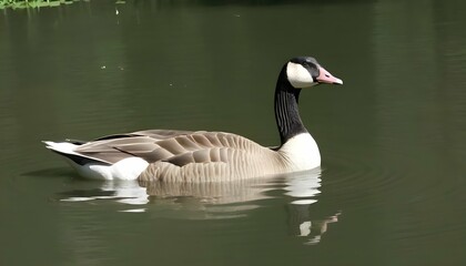 Naklejka na ściany i meble A Goose Swimming Gracefully In A Pond