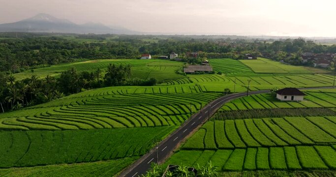 Person jogs on road through verdant rice paddies with abstract textures, aerial