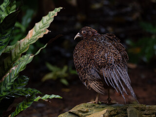 Common pheasant shot in jungle 