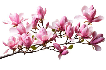 Branch of Pink Flowers on White Background. On a White or Clear Surface PNG Transparent Background.