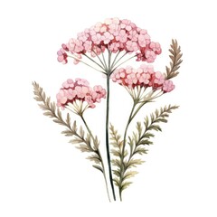 Yarrow flower watercolor illustration. Floral blooming blossom painting on white background