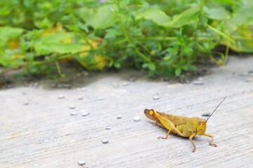 Wandering grasshopper (Locusta migratoria) close up photo isolated on cement background.