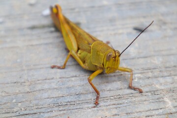 Wandering grasshopper (Locusta migratoria) close up photo isolated on cement background.