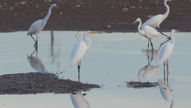 A group of Great Egrets standing and walking in the shallow water of a pond.