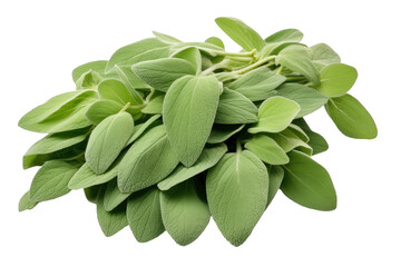 Cluster of Green Leaves on White Background. On a White or Clear Surface PNG Transparent Background.