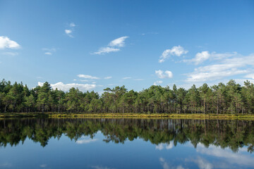 Beautiful reflection of a forest on water surface of a bog pond on a sunny and clear summer day in Estonian nature - 761239249