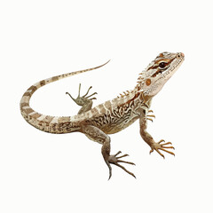 Elegant Lizard Clipart Clipart isolated on white background