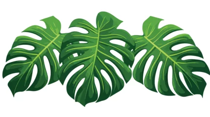 Tapeten Monstera Monstera leaves. Tropical vector illustration