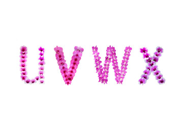 Image of orchids arranged in letters uvwx isolated on transparent background png file.