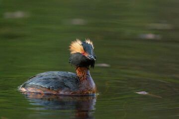 Beautiful small grebe, the horned grebe (Podiceps auritus) swimming on a small pond - 761240230