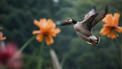 Obraz premium goose in flight