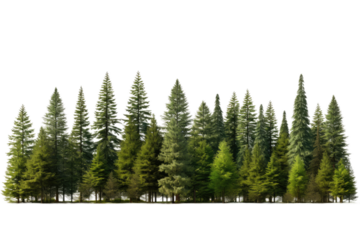 Row of Trees in Snow Covered Field. On a White or Clear Surface PNG Transparent Background.