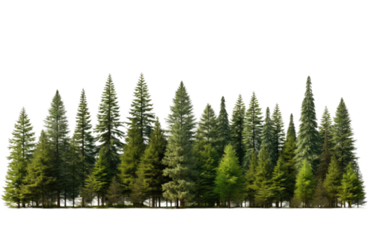 Row of Trees in Snow Covered Field. On a White or Clear Surface PNG Transparent Background.