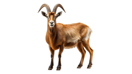 A stunning brown goat stands confidently on a pristine white floor, showcasing its beauty and grace