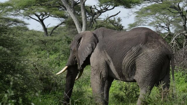 An African Elephant in the brush, near Lake Ndutu, in Tanzania, Africa.