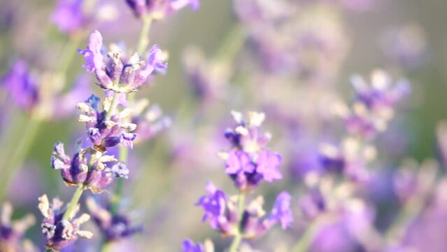 Lavender fields with fragrant purple flowers bloom at sunset. Lush lavender bushes in endless rows. Organic Lavender Oil Production in Europe. Garden aromatherapy. Slow motion, close up