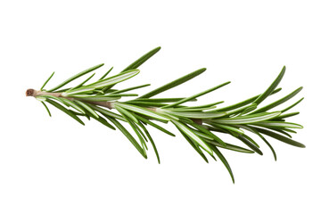 Sprig of Rosemary on White Background. On a Transparent Background.